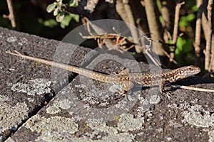The common wall lizard, European wall lizard (Podarcis muralis) in a natural habitat
