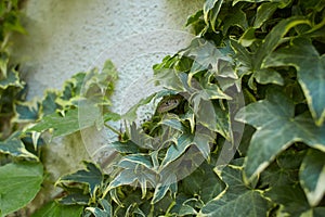 Common wall lizard in the ivy on wall (Podarcis Muralis)