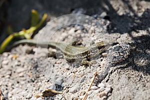 Common Wall Lizard, Lizards, Wall Lizard, Podarcis muralis