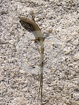 common wall lizard, podarcis muralis