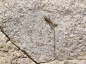 common wall lizard, podarcis muralis