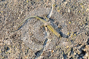 common wall lizard, podarcis muralis