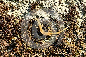 common wall lizard, podarcis muralis