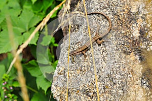 common wall lizard, podarcis muralis