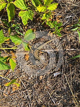 common wall lizard, podarcis muralis