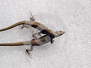 common wall lizard, podarcis muralis