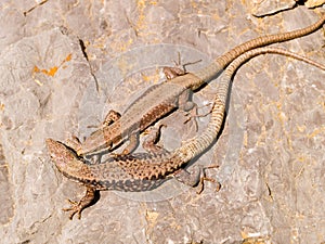common wall lizard, podarcis muralis