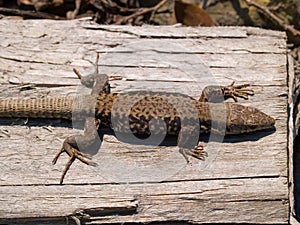 common wall lizard, podarcis muralis