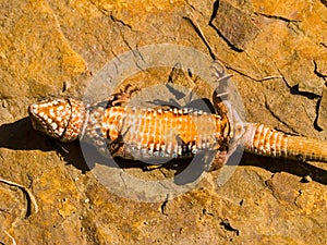 common wall lizard, podarcis muralis