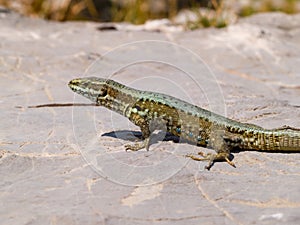 common wall lizard, podarcis muralis