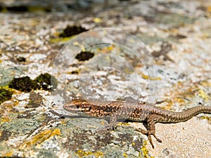 common wall lizard, podarcis muralis