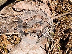 common wall lizard, podarcis muralis