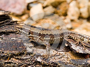 common wall lizard, podarcis muralis