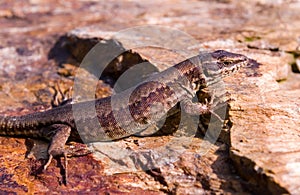 common wall lizard, podarcis muralis