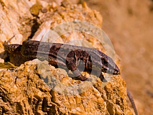 common wall lizard, podarcis muralis