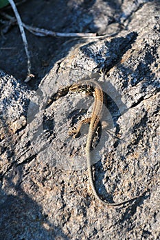 common wall lizard, podarcis muralis