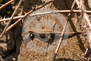 common wall lizard, podarcis muralis