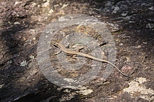 Common Wall Lizard - Podarcis muralis