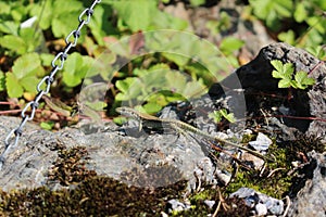 Common Wall Lizard - Podarcis muralis