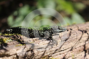 Common Wall Lizard - Podarcis muralis