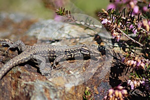 Common Wall Lizard - Podarcis muralis