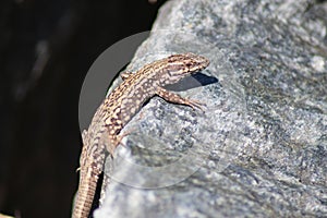 Common Wall Lizard - Podarcis muralis