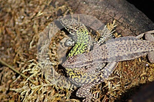 Common Wall Lizard - Podarcis muralis