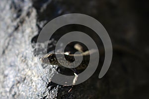 Common Wall Lizard - Podarcis muralis