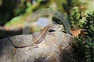 Common Wall Lizard - Podarcis muralis