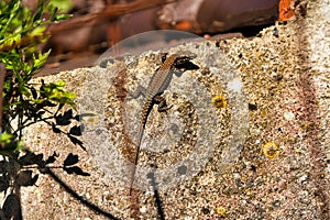 Common wall lizard, Podarcis muralis climbing a wall