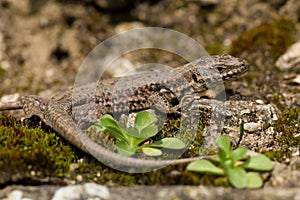 Common wall lizard (Podarcis muralis)
