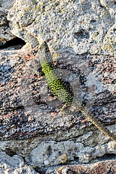 common wall lizard, podarcis muralis nigriventris