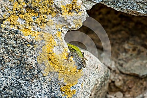 common wall lizard, podarcis muralis nigriventris