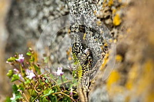 common wall lizard, podarcis muralis nigriventris