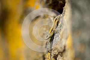 common wall lizard, podarcis muralis nigriventris