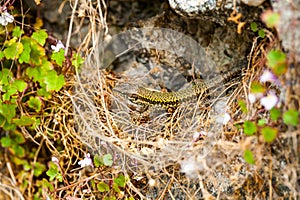 common wall lizard, podarcis muralis nigriventris