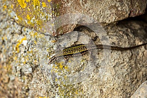 common wall lizard, podarcis muralis nigriventris