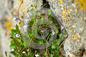 common wall lizard, podarcis muralis nigriventris