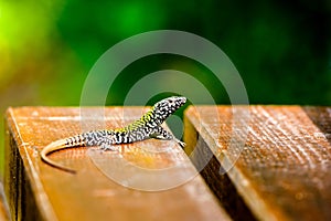 common wall lizard, podarcis muralis nigriventris