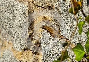 common wall lizard, podarcis muralis nigriventris