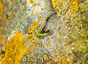 common wall lizard, podarcis muralis nigriventris