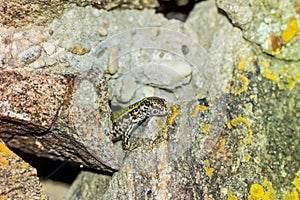 common wall lizard, podarcis muralis nigriventris