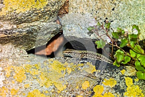 common wall lizard, podarcis muralis nigriventris