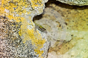 common wall lizard, podarcis muralis nigriventris