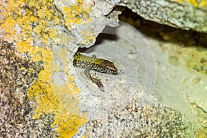 common wall lizard, podarcis muralis nigriventris