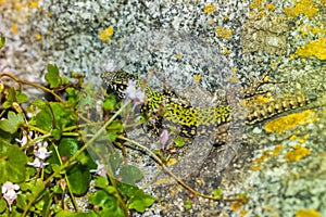 common wall lizard, podarcis muralis nigriventris