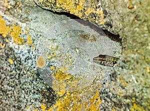 common wall lizard, podarcis muralis nigriventris