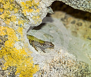 common wall lizard, podarcis muralis nigriventris