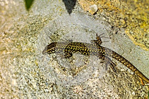 common wall lizard, podarcis muralis nigriventris