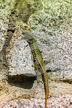 common wall lizard, podarcis muralis nigriventris